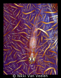 Goby on soft coral taken at Shark Observatory with E300 a... by Nikki Van Veelen 